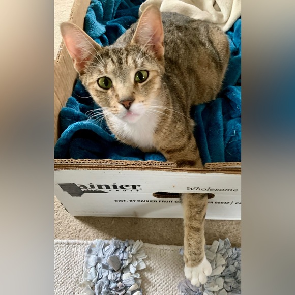 Cookie Lee Jewelry - ⁉️MYSTERY BOX⁉️5 Mixed Pieces Cookie Lee Fine Fashion Jewelry worth $125+ Retail